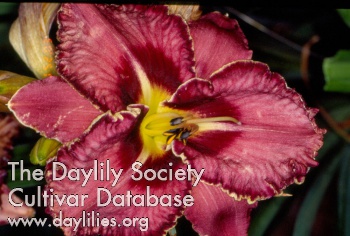Daylily Bee's Doyle Weiss